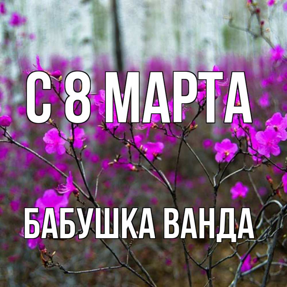 Открытка на каждый день с именем, Бабушка-Ванда С 8 МАРТА дикие цветы Прикольная открытка с пожеланием онлайн скачать бесплатно 