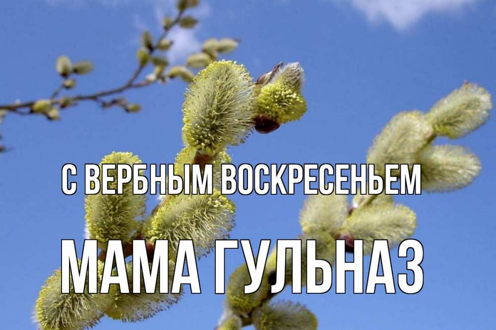 Открытка на каждый день с именем, Мама-Гульназ С вербным воскресеньем верба Прикольная открытка с пожеланием онлайн скачать бесплатно 