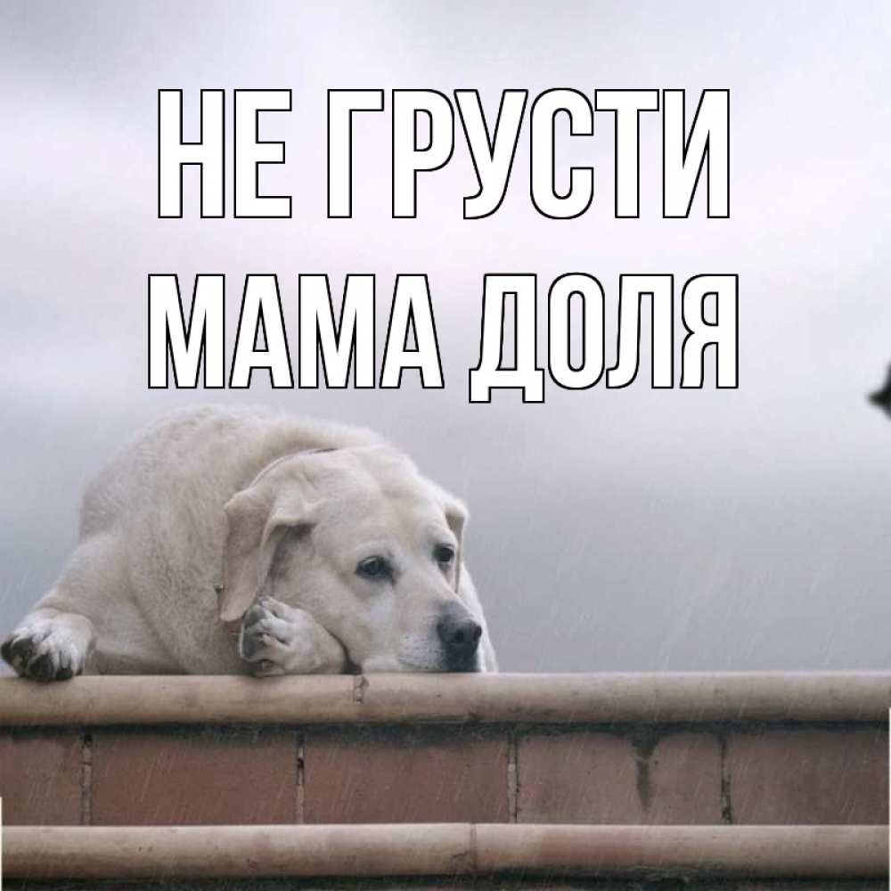 Открытка на каждый день с именем, Мама-Доля Не грусти белый пес 1 Прикольная открытка с пожеланием онлайн скачать бесплатно 