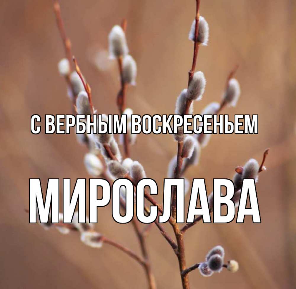 Открытка на каждый день с именем, Мирослава С вербным воскресеньем верба Прикольная открытка с пожеланием онлайн скачать бесплатно 