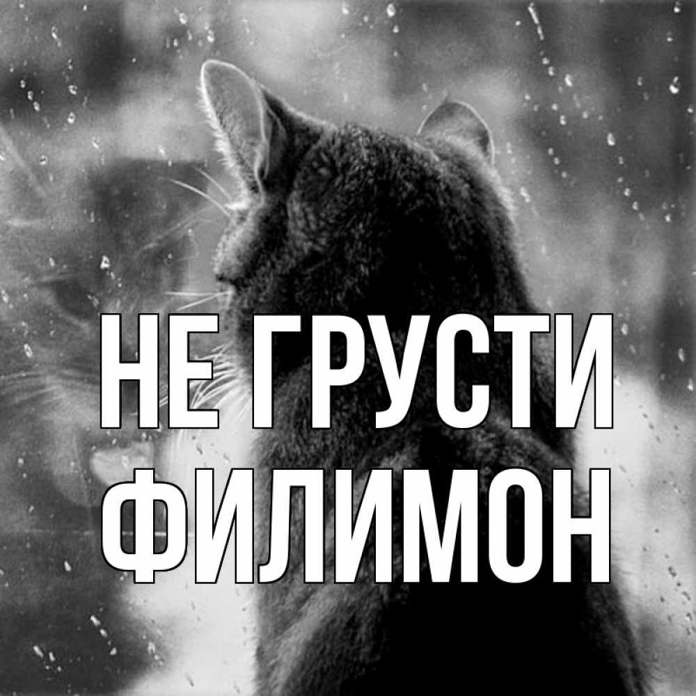 Открытка на каждый день с именем, Филимон Не грусти отражение кота 1 Прикольная открытка с пожеланием онлайн скачать бесплатно 
