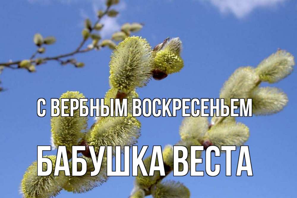 Открытка на каждый день с именем, Бабушка-Веста С вербным воскресеньем верба Прикольная открытка с пожеланием онлайн скачать бесплатно 