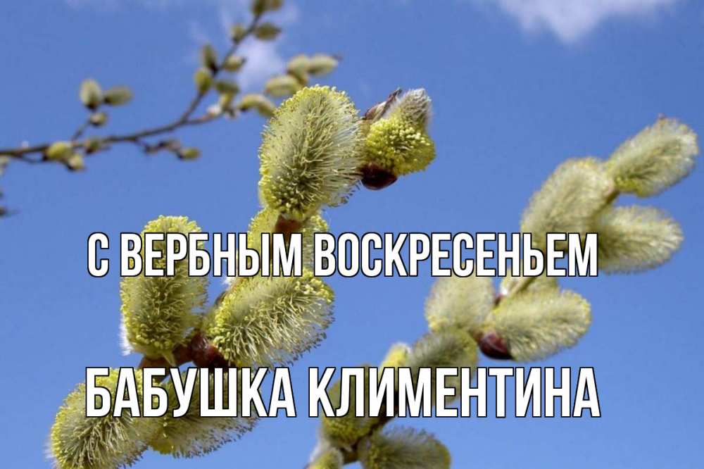 Открытка на каждый день с именем, Бабушка-Климентина С вербным воскресеньем верба Прикольная открытка с пожеланием онлайн скачать бесплатно 