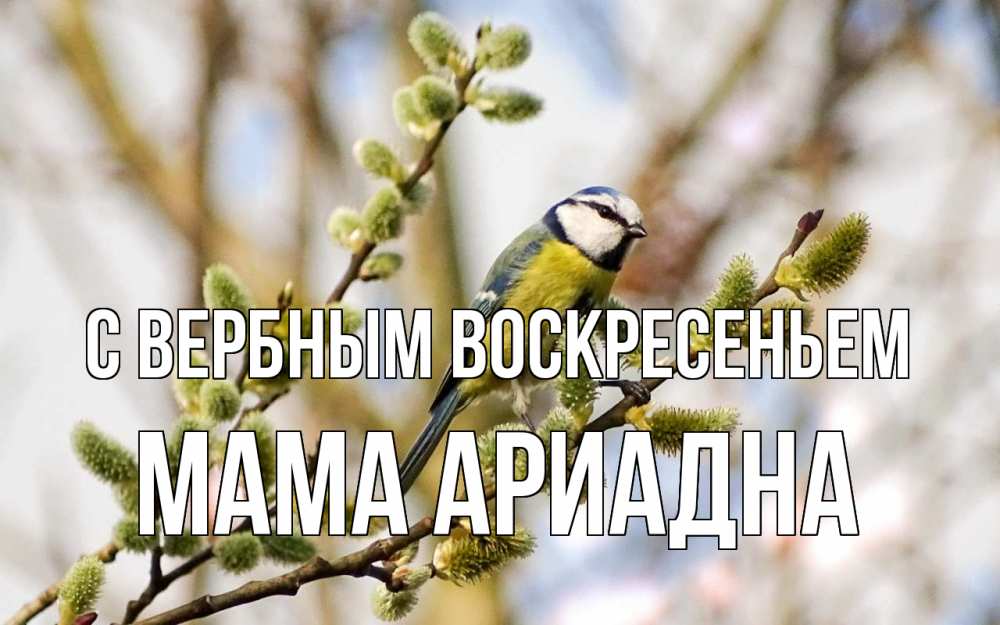 Открытка на каждый день с именем, Мама-Ариадна С вербным воскресеньем верба Прикольная открытка с пожеланием онлайн скачать бесплатно 