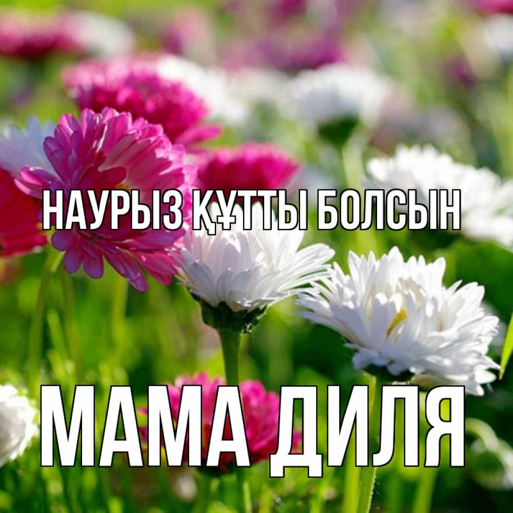 Открытка на каждый день с именем, Мама-Диля Наурыз құтты болсын наурыз Прикольная открытка с пожеланием онлайн скачать бесплатно 