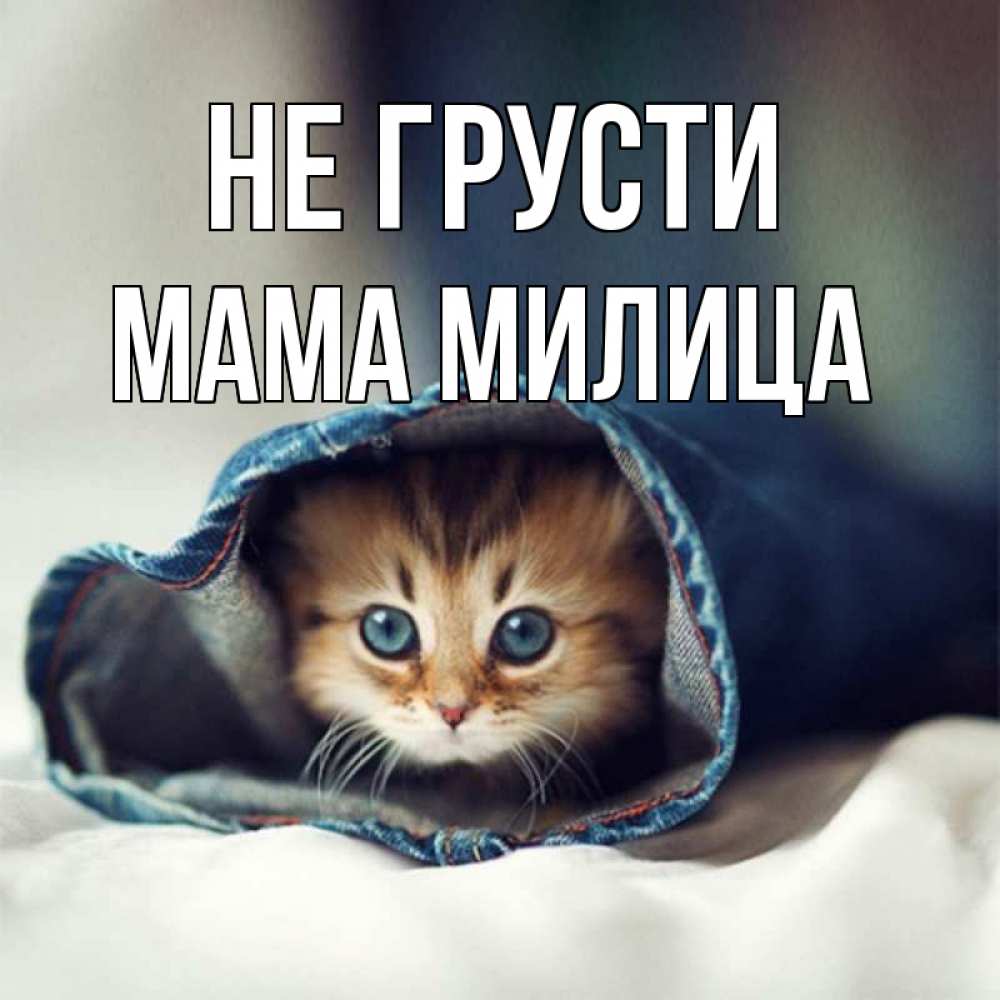 Открытка на каждый день с именем, Мама-Милица Не грусти кот в одежде Прикольная открытка с пожеланием онлайн скачать бесплатно 