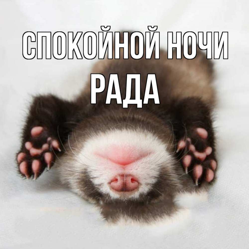 Открытка на каждый день с именем, Рада Спокойной ночи зверек Прикольная открытка с пожеланием онлайн скачать бесплатно 