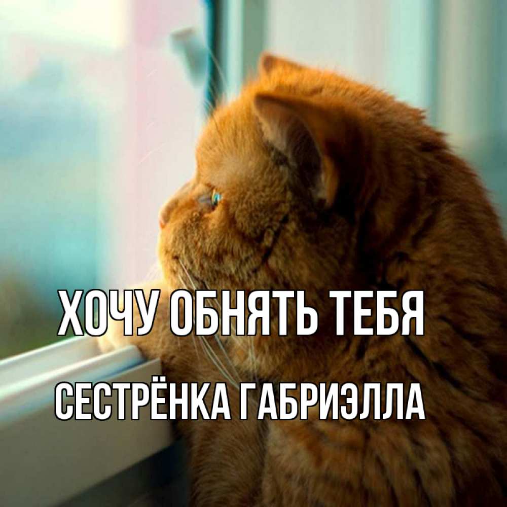 Открытка на каждый день с именем, Сестрёнка-Габриэлла Хочу обнять тебя большой огромный рыжий котяра Прикольная открытка с пожеланием онлайн скачать бесплатно 