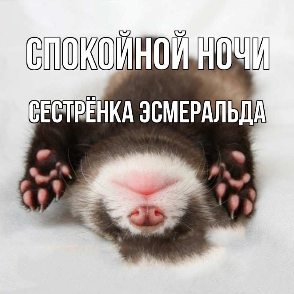 Открытка на каждый день с именем, Сестрёнка-Эсмеральда Спокойной ночи зверек Прикольная открытка с пожеланием онлайн скачать бесплатно 