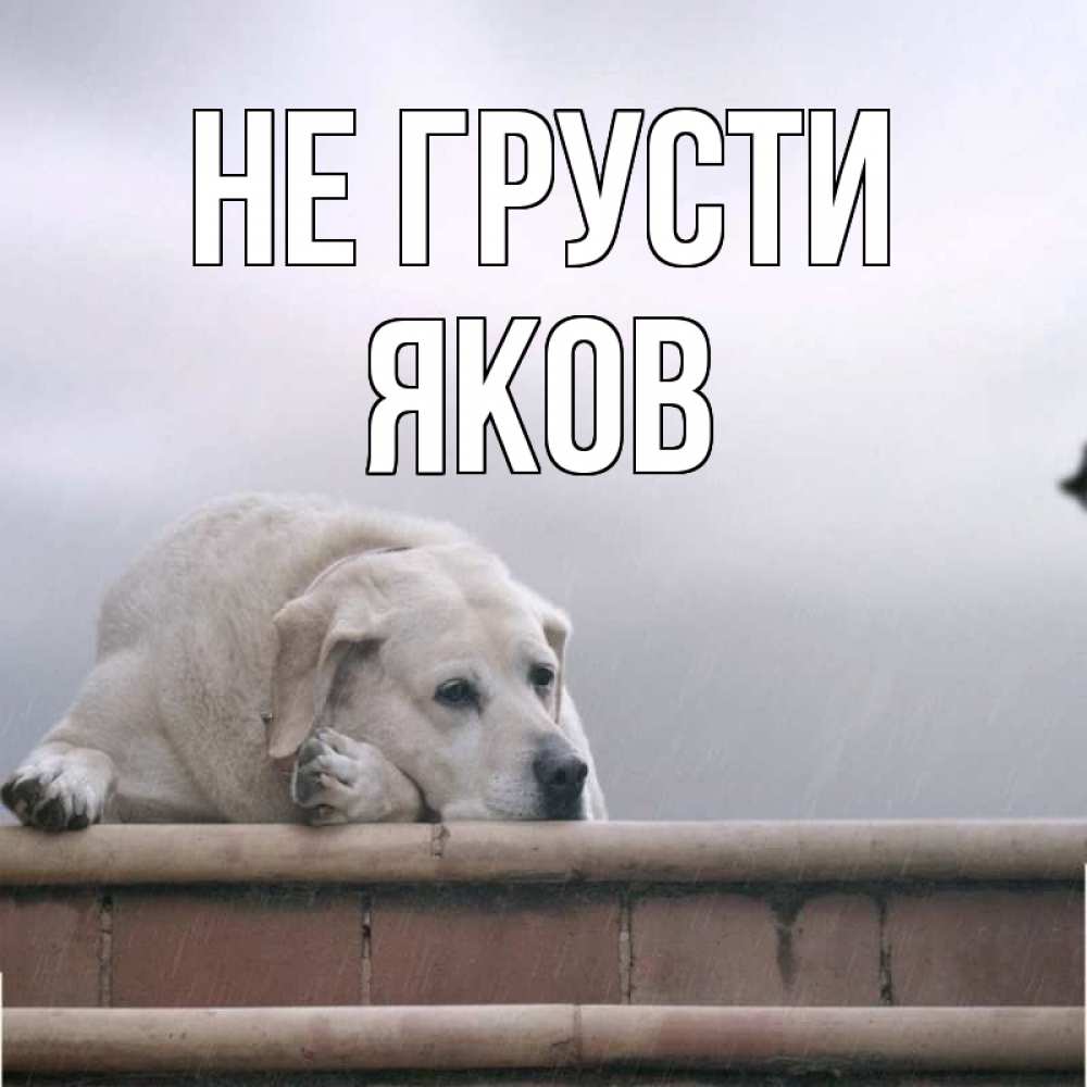 Открытка на каждый день с именем, Яков Не грусти белый пес 1 Прикольная открытка с пожеланием онлайн скачать бесплатно 