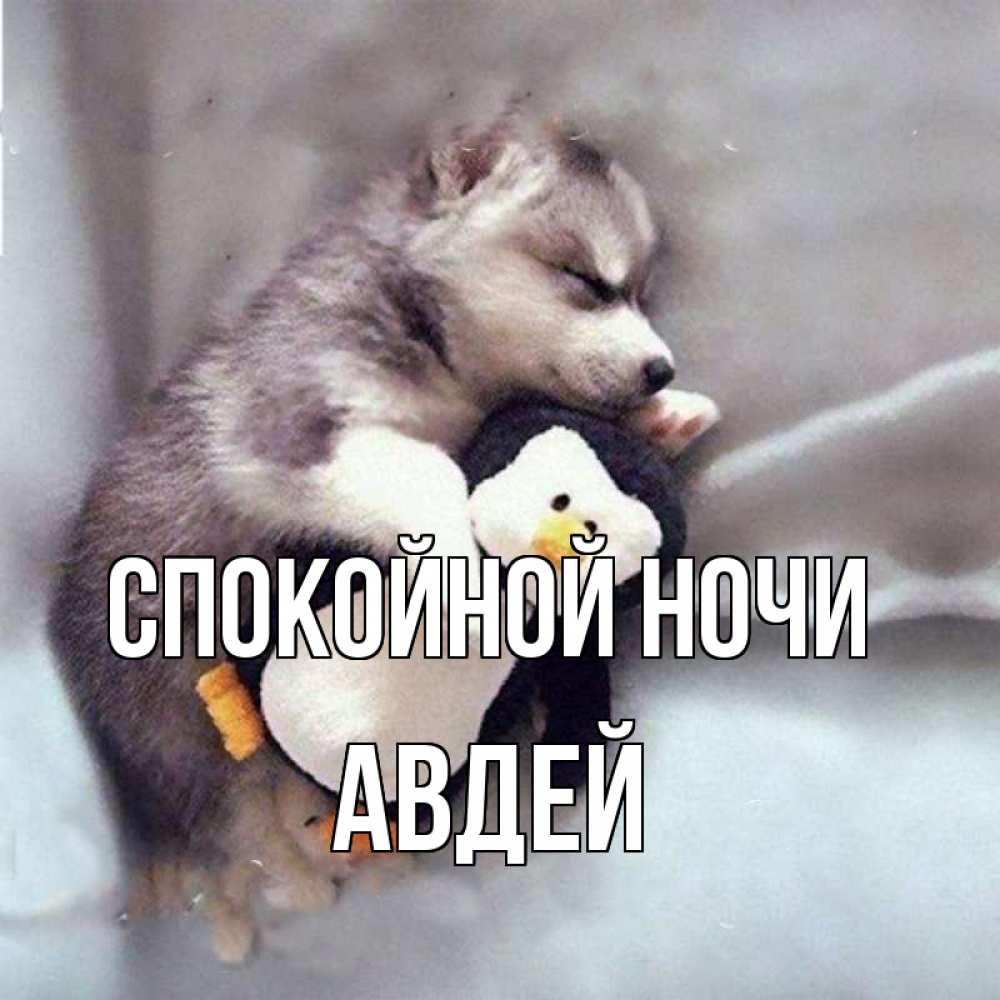 Открытка на каждый день с именем, Авдей Спокойной ночи обнимашки щенка и пингвина Прикольная открытка с пожеланием онлайн скачать бесплатно 