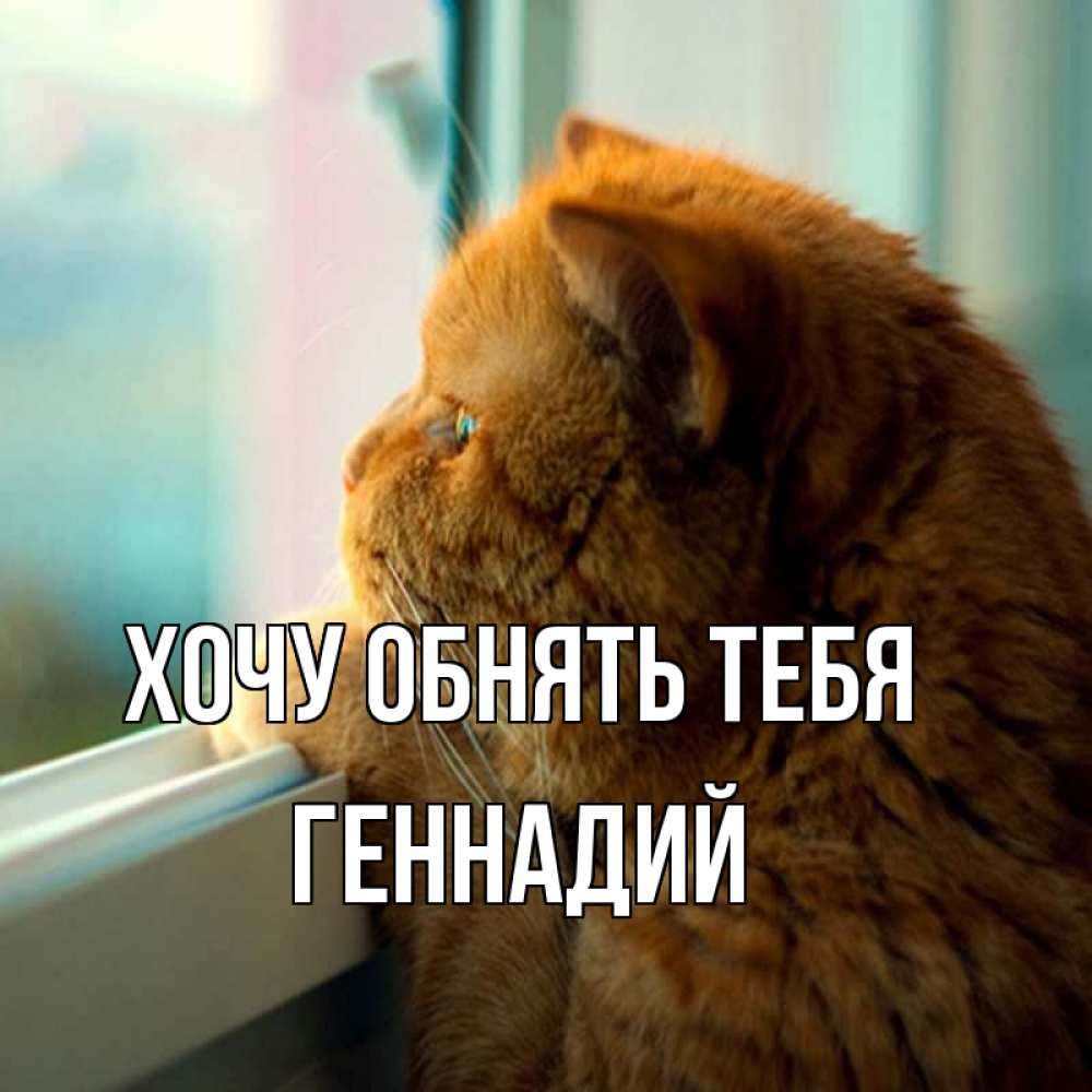 Открытка на каждый день с именем, Геннадий Хочу обнять тебя большой огромный рыжий котяра Прикольная открытка с пожеланием онлайн скачать бесплатно 