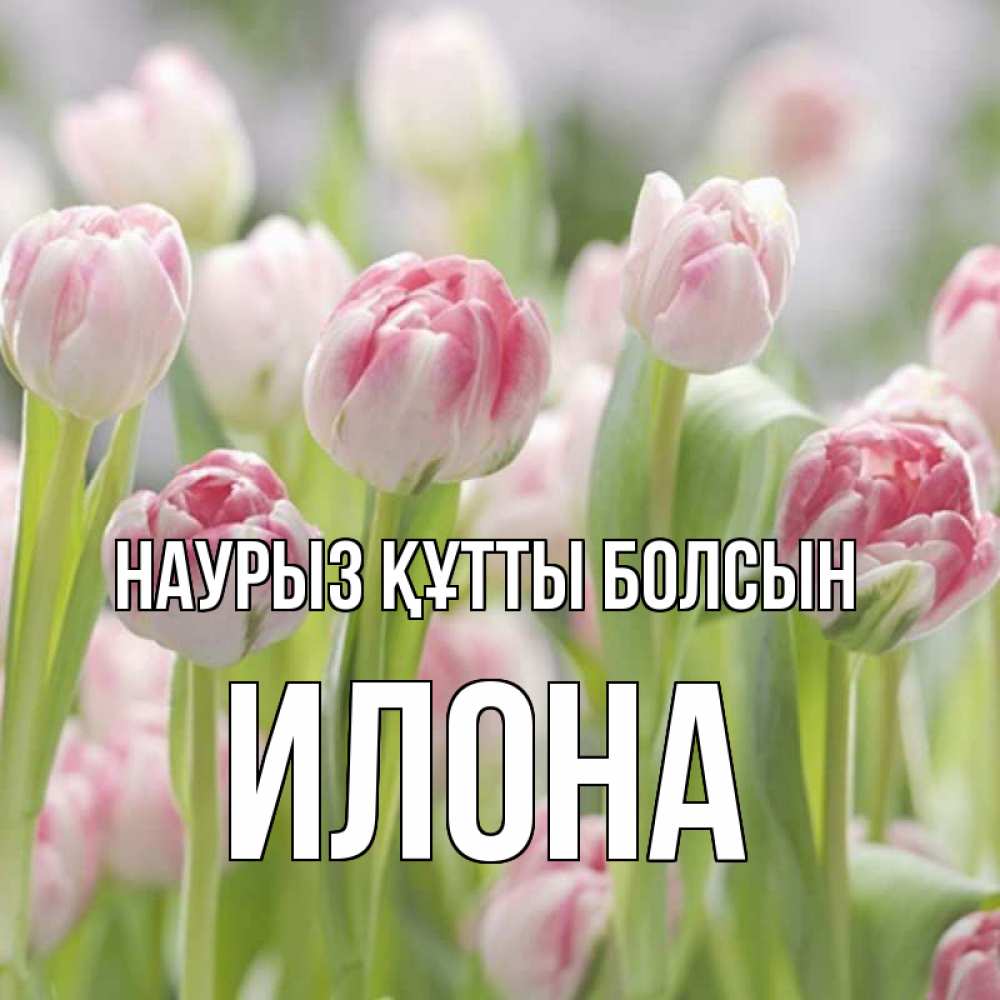 Открытка на каждый день с именем, Илона Наурыз құтты болсын цветы Прикольная открытка с пожеланием онлайн скачать бесплатно 
