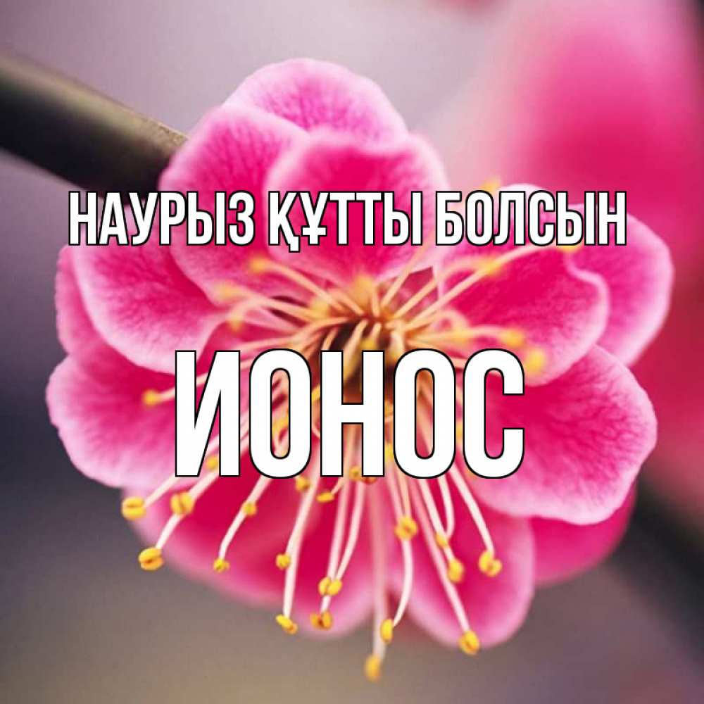 Открытка на каждый день с именем, Ионос Наурыз құтты болсын цветы Прикольная открытка с пожеланием онлайн скачать бесплатно 