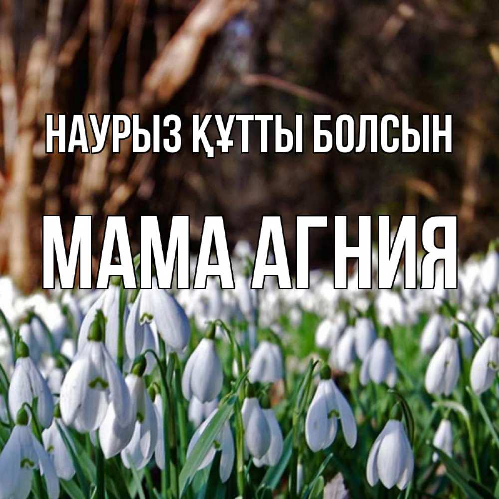 Открытка на каждый день с именем, Мама-Агния Наурыз құтты болсын с подснежниками 1 Прикольная открытка с пожеланием онлайн скачать бесплатно 