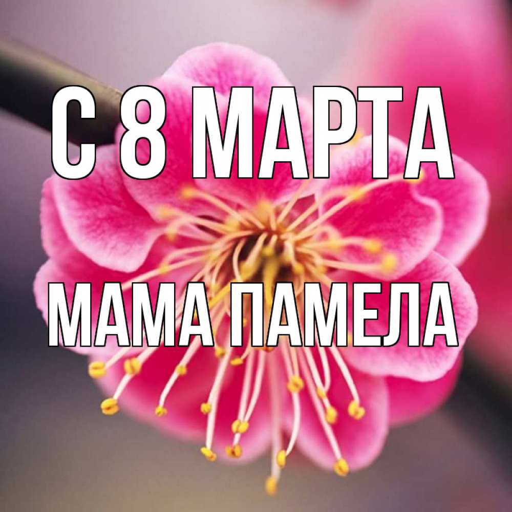 Открытка на каждый день с именем, Мама-Памела С 8 марта цветы Прикольная открытка с пожеланием онлайн скачать бесплатно 