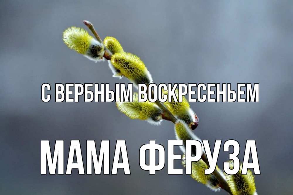 Открытка на каждый день с именем, Мама-Феруза С вербным воскресеньем верба Прикольная открытка с пожеланием онлайн скачать бесплатно 