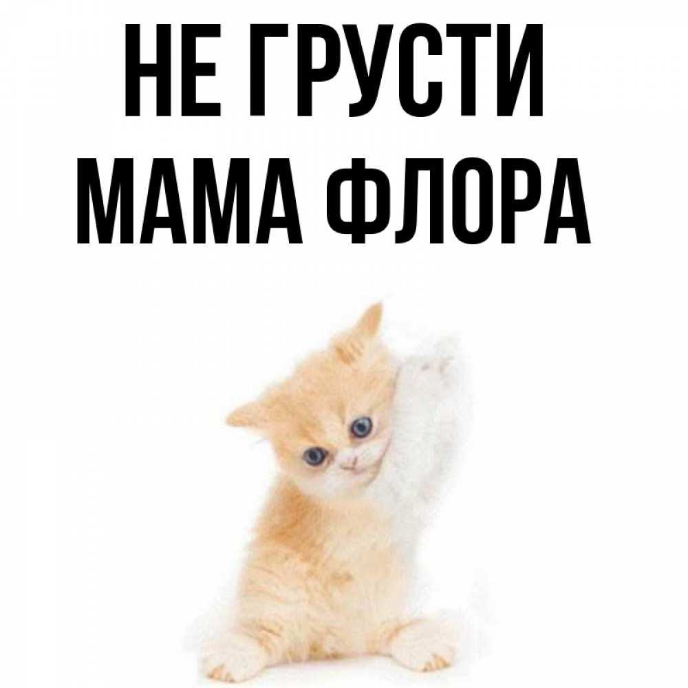 Открытка на каждый день с именем, Мама-Флора Не грусти просящий кот Прикольная открытка с пожеланием онлайн скачать бесплатно 