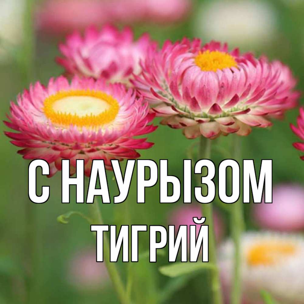 Открытка на каждый день с именем, Тигрий С наурызом подарок на международный женский день Прикольная открытка с пожеланием онлайн скачать бесплатно 