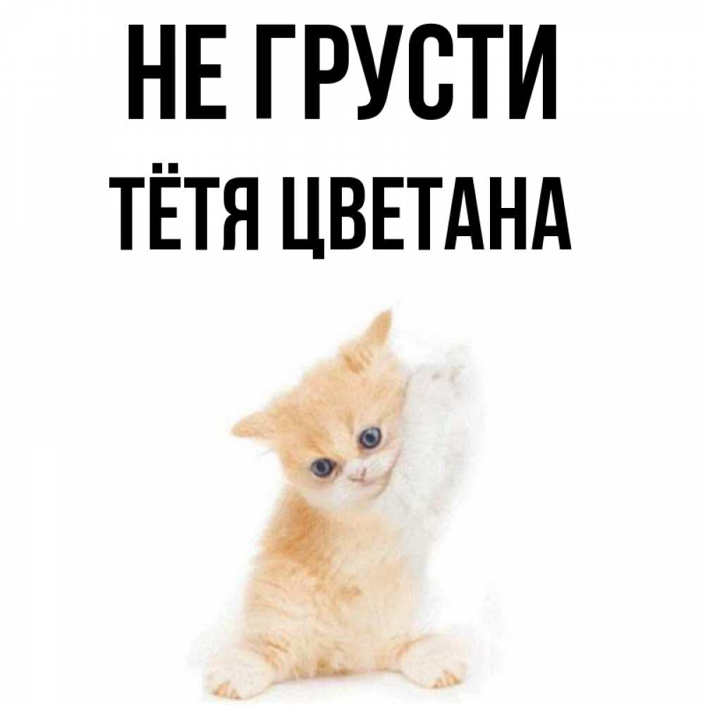 Открытка на каждый день с именем, Тётя-Цветана Не грусти просящий кот Прикольная открытка с пожеланием онлайн скачать бесплатно 