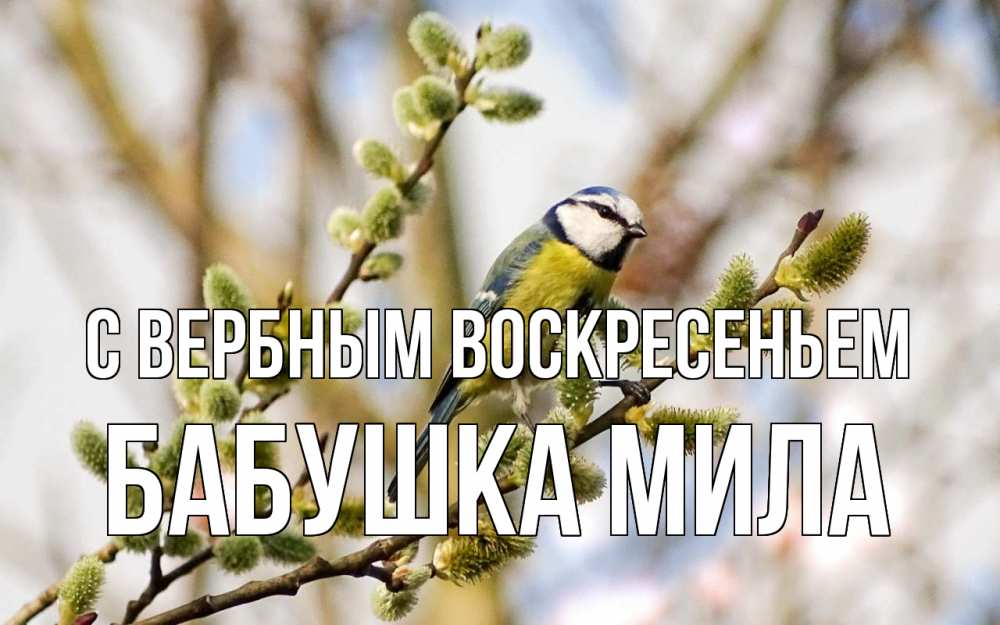 Открытка на каждый день с именем, Бабушка-Мила С вербным воскресеньем верба Прикольная открытка с пожеланием онлайн скачать бесплатно 