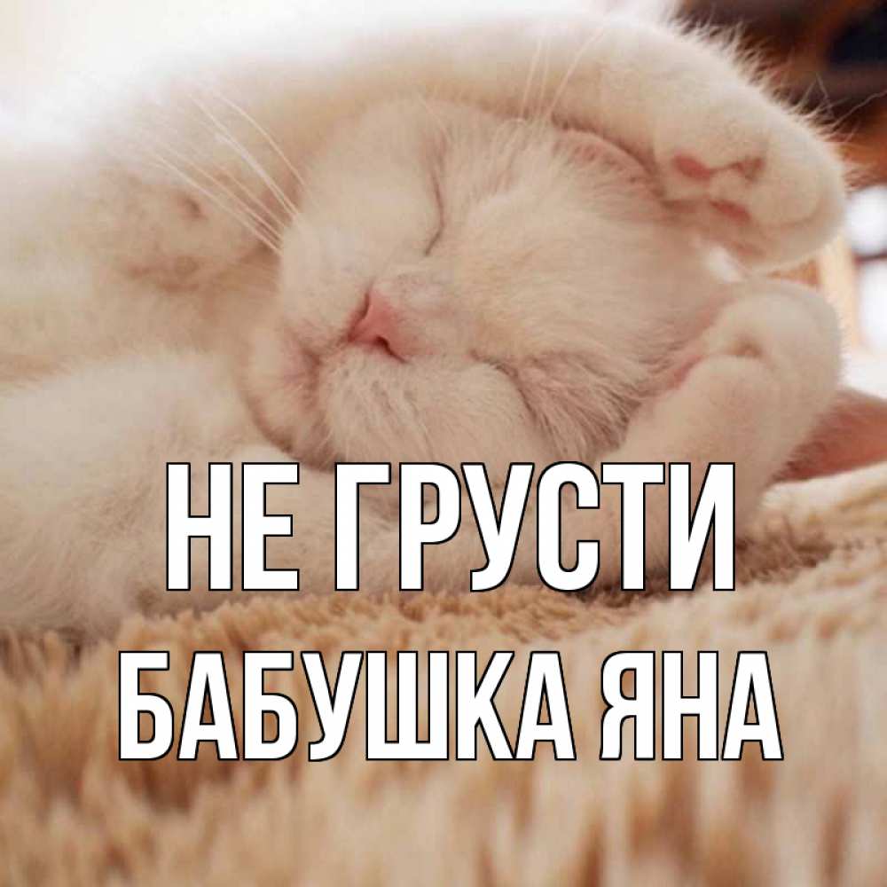Открытка на каждый день с именем, Бабушка-Яна Не грусти белый кот Прикольная открытка с пожеланием онлайн скачать бесплатно 