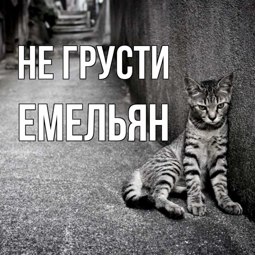 Открытка на каждый день с именем, Емельян Не грусти скучающий котик Прикольная открытка с пожеланием онлайн скачать бесплатно 