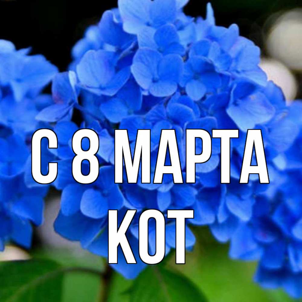 Открытка на каждый день с именем, Кот С 8 МАРТА синие цветы Прикольная открытка с пожеланием онлайн скачать бесплатно 