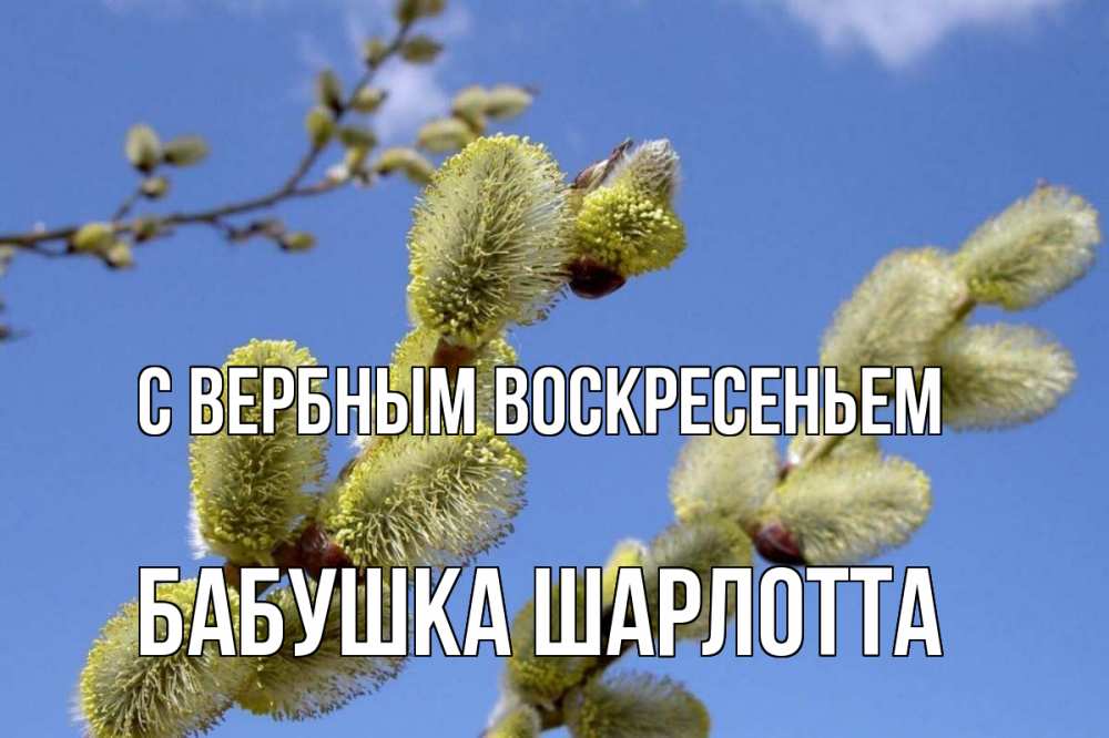 Открытка на каждый день с именем, Бабушка-Шарлотта С вербным воскресеньем верба Прикольная открытка с пожеланием онлайн скачать бесплатно 