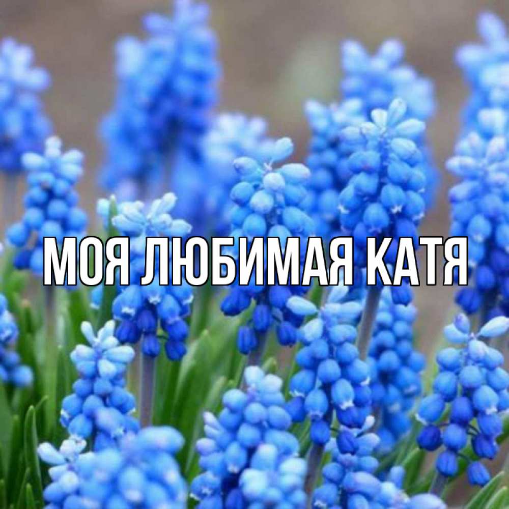 Открытка на каждый день с именем, Моя-любимая-Катя Главная Поздравительная открытка для женщин с цветами на праздничную дату Прикольная открытка с пожеланием онлайн скачать бесплатно 