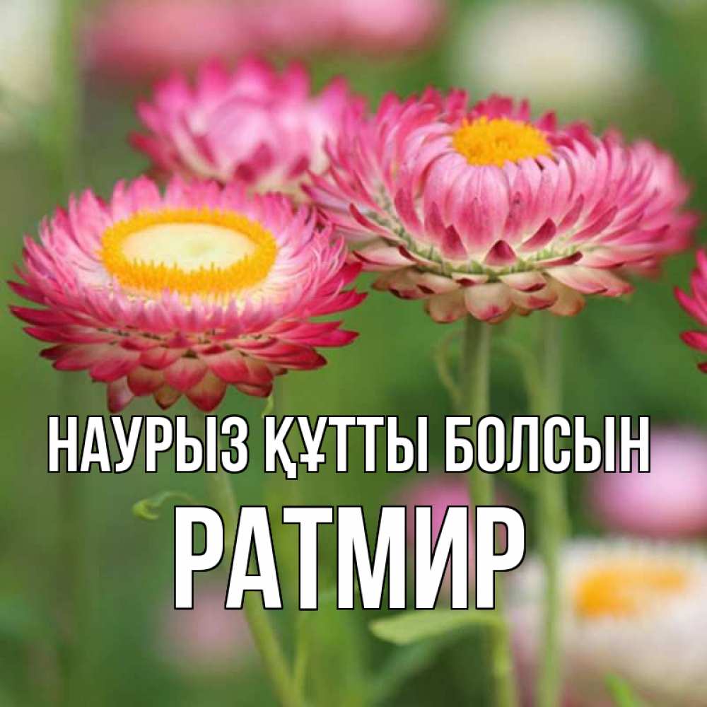 Открытка на каждый день с именем, Ратмир Наурыз құтты болсын подарок на международный женский день Прикольная открытка с пожеланием онлайн скачать бесплатно 