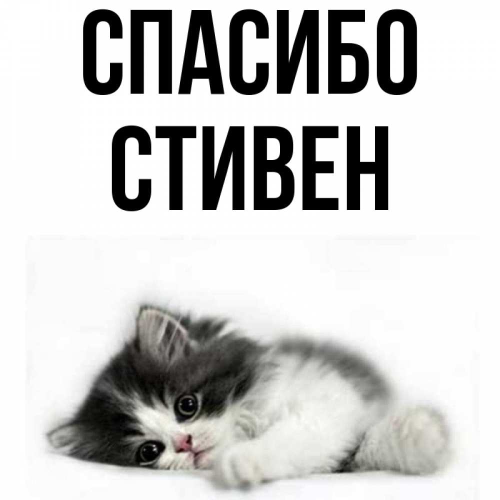 Открытка на каждый день с именем, Стивен Спасибо черный и белый кот Прикольная открытка с пожеланием онлайн скачать бесплатно 