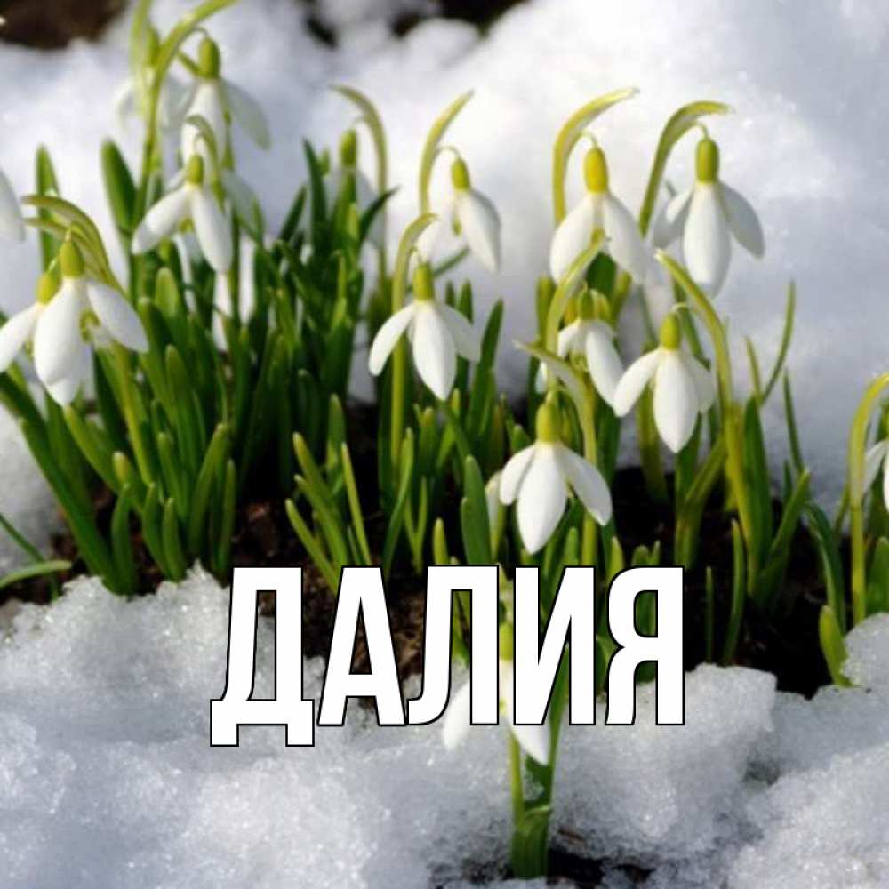 Открытка на каждый день с именем, Далия Главная цветы весенние Прикольная открытка с пожеланием онлайн скачать бесплатно 