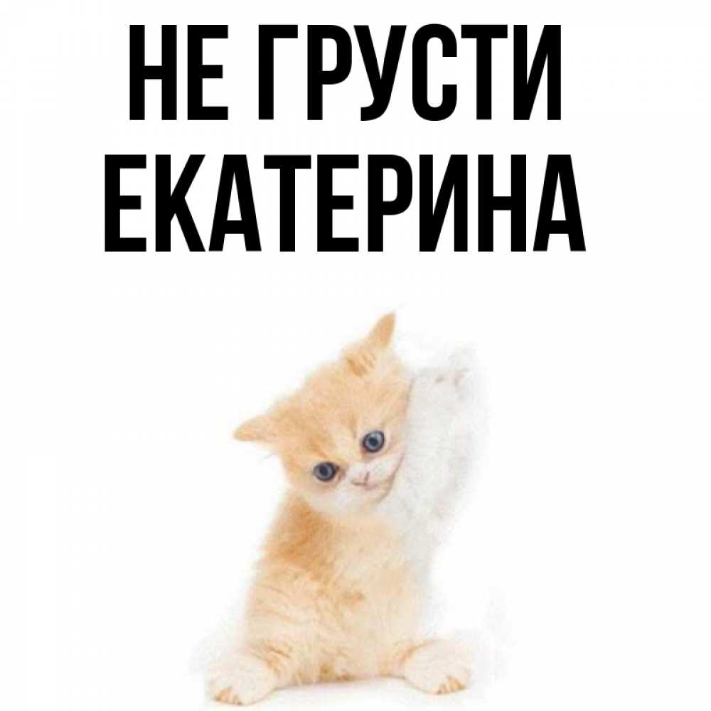 Открытка на каждый день с именем, Екатерина Не грусти просящий кот Прикольная открытка с пожеланием онлайн скачать бесплатно 