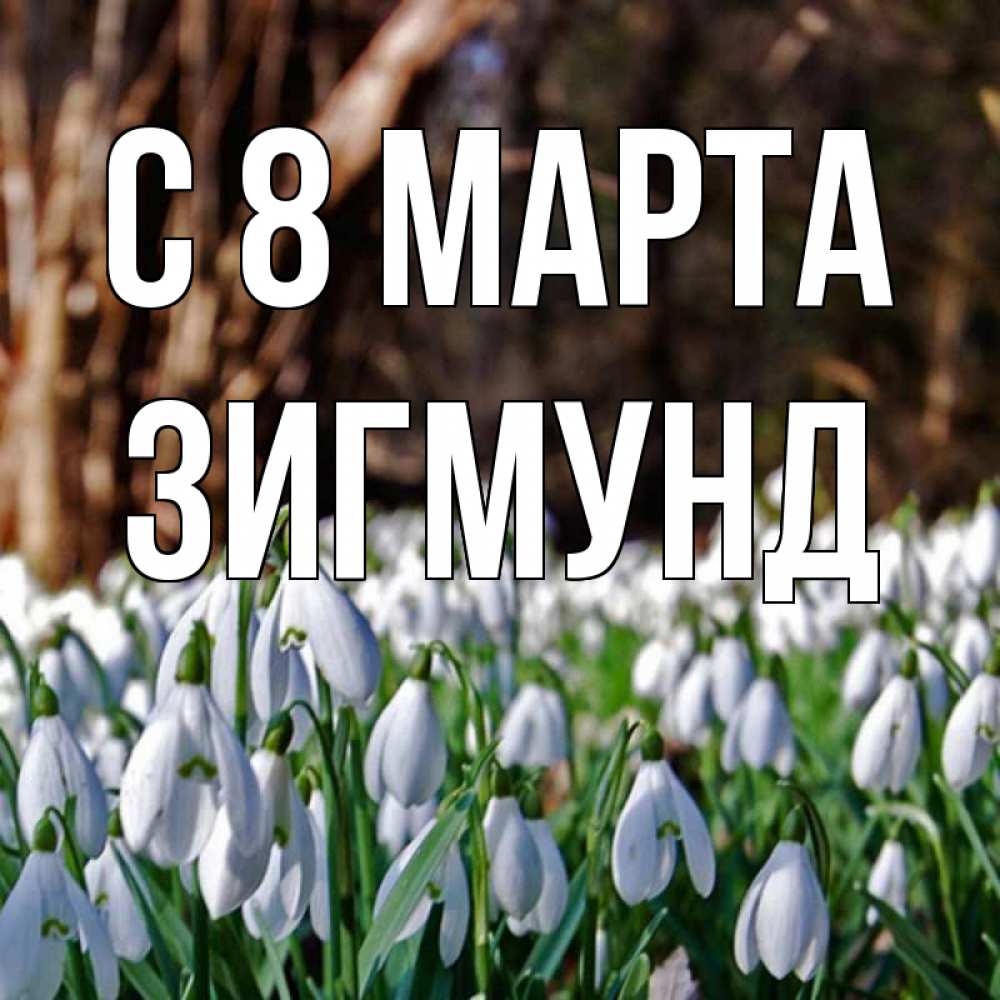 Открытка на каждый день с именем, Зигмунд С 8 МАРТА с подснежниками 1 Прикольная открытка с пожеланием онлайн скачать бесплатно 