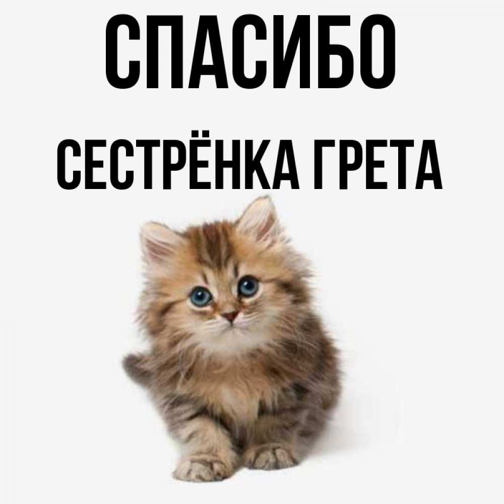 Открытка на каждый день с именем, Сестрёнка-Грета Спасибо пушистый котик Прикольная открытка с пожеланием онлайн скачать бесплатно 