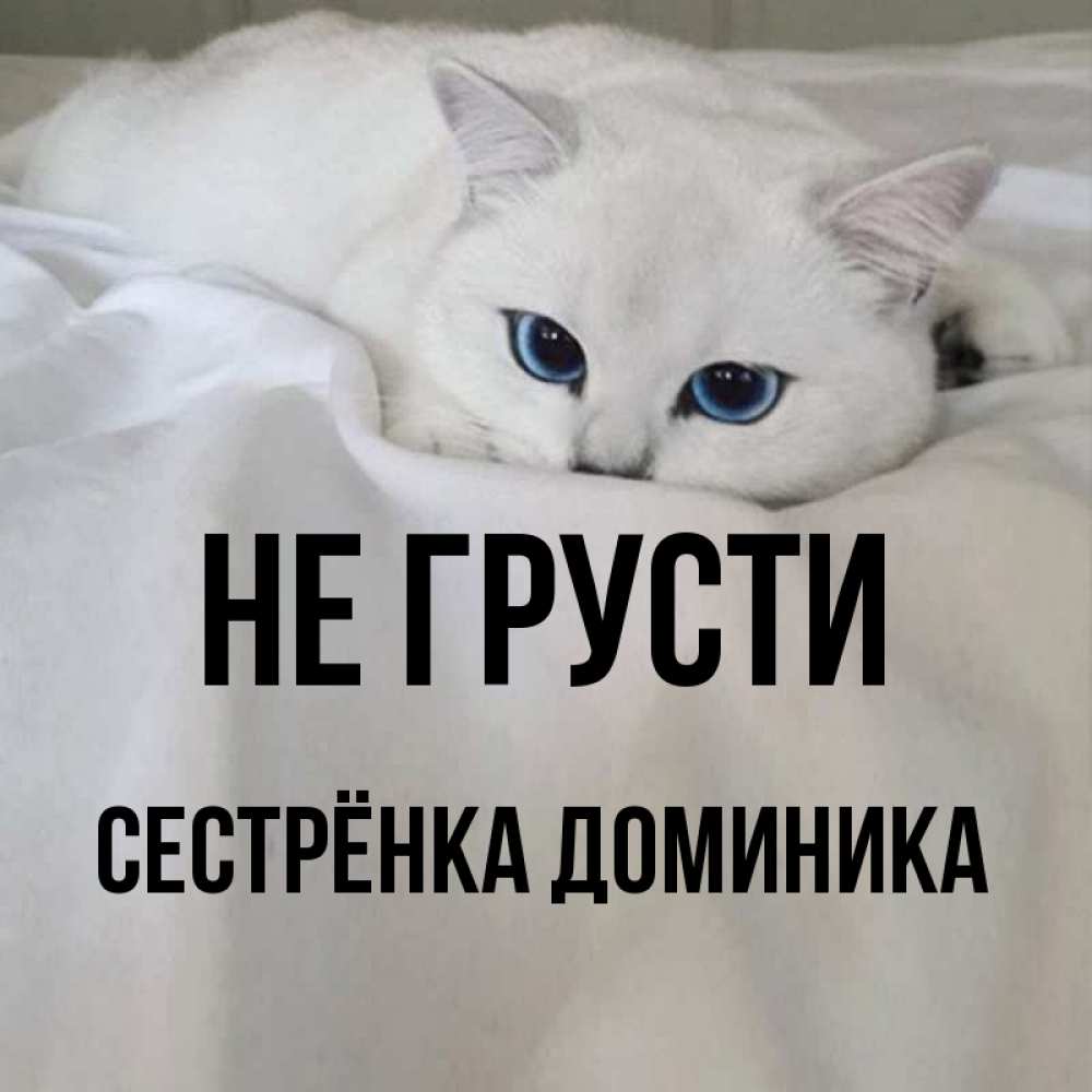 Открытка на каждый день с именем, Сестрёнка-Доминика Не грусти Голубоглазая кошка Прикольная открытка с пожеланием онлайн скачать бесплатно 