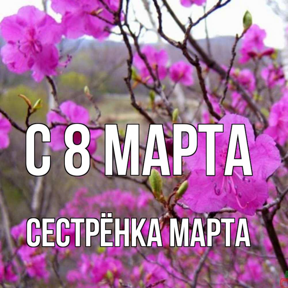 Открытка на каждый день с именем, Сестрёнка-Марта С 8 МАРТА международный женский день Прикольная открытка с пожеланием онлайн скачать бесплатно 