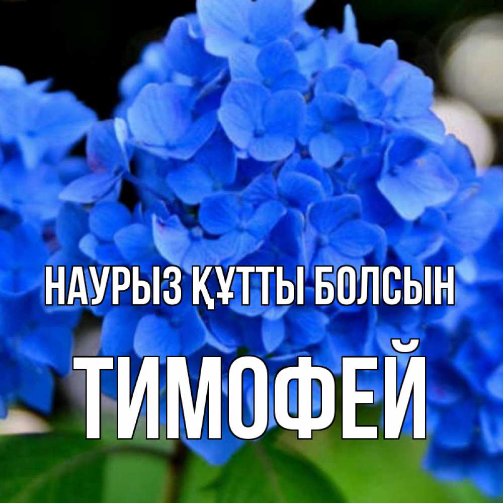 Открытка на каждый день с именем, Тимофей Наурыз құтты болсын синие цветы Прикольная открытка с пожеланием онлайн скачать бесплатно 