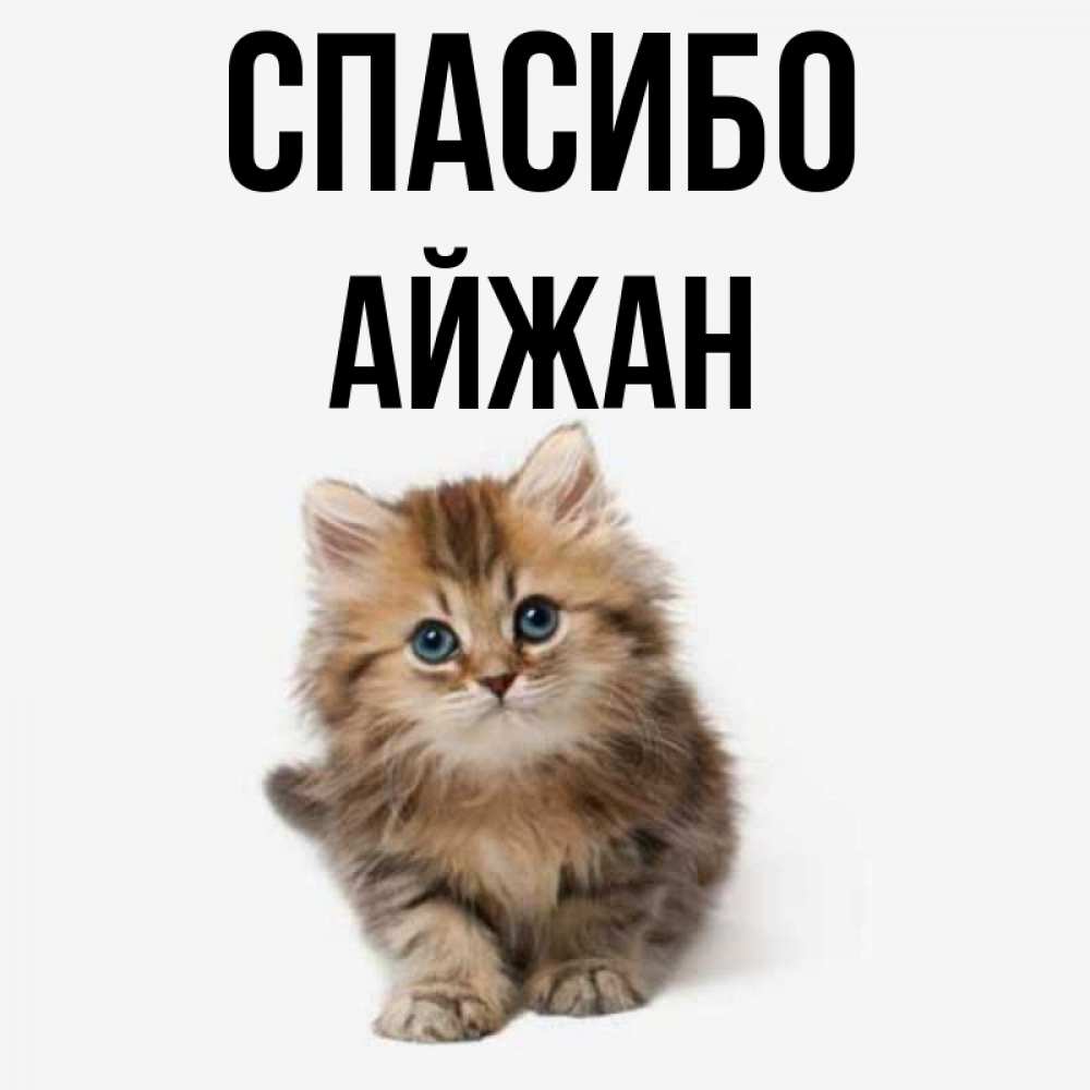 Открытка на каждый день с именем, Айжан Спасибо пушистый котик Прикольная открытка с пожеланием онлайн скачать бесплатно 