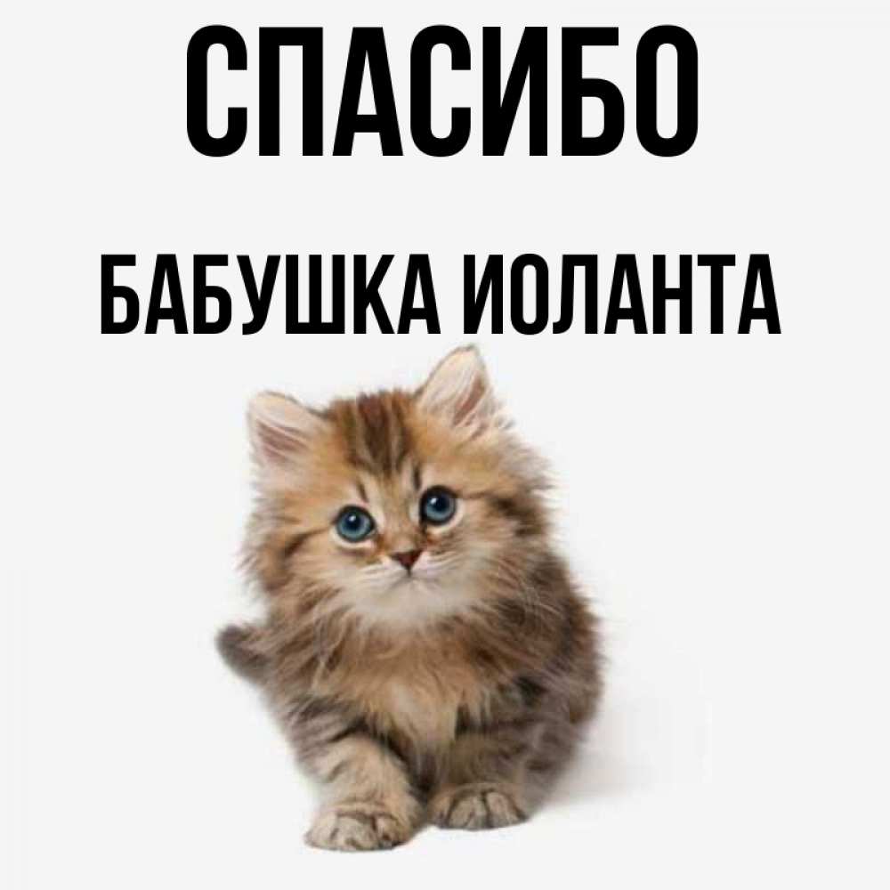 Открытка на каждый день с именем, Бабушка-Иоланта Спасибо пушистый котик Прикольная открытка с пожеланием онлайн скачать бесплатно 