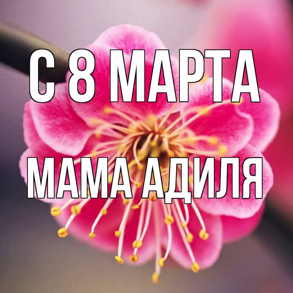 Открытка на каждый день с именем, Мама-Адиля С 8 марта цветы Прикольная открытка с пожеланием онлайн скачать бесплатно 