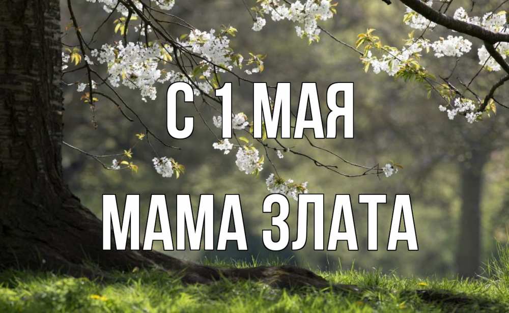 Открытка на каждый день с именем, Мама-Злата С 1 мая С 1 мая Прикольная открытка с пожеланием онлайн скачать бесплатно 