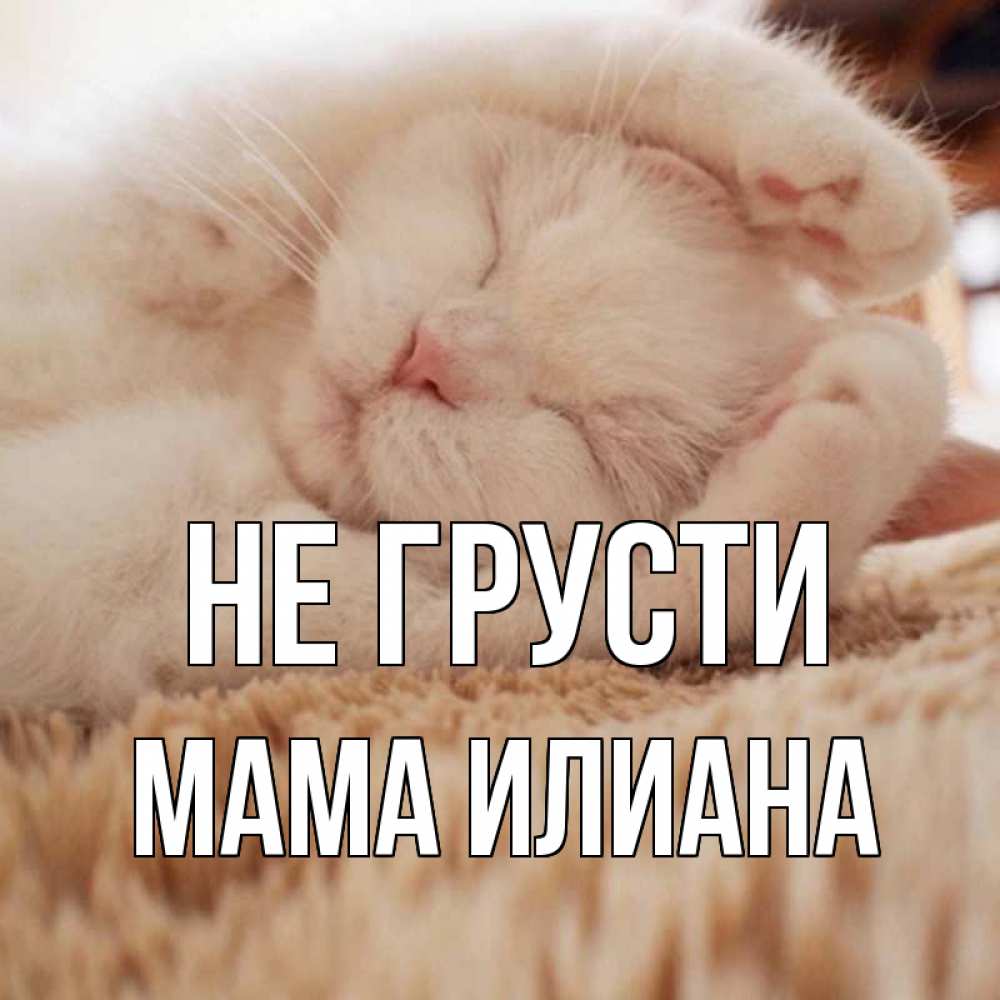 Открытка на каждый день с именем, Мама-Илиана Не грусти белый кот Прикольная открытка с пожеланием онлайн скачать бесплатно 