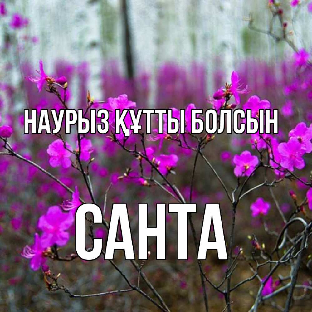 Открытка на каждый день с именем, Санта Наурыз құтты болсын дикие цветы Прикольная открытка с пожеланием онлайн скачать бесплатно 