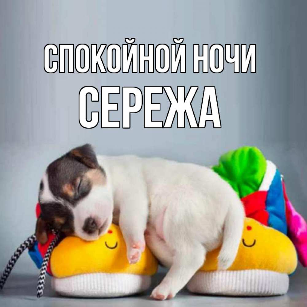 Открытка на каждый день с именем, Сережа Спокойной ночи собачка Прикольная открытка с пожеланием онлайн скачать бесплатно 