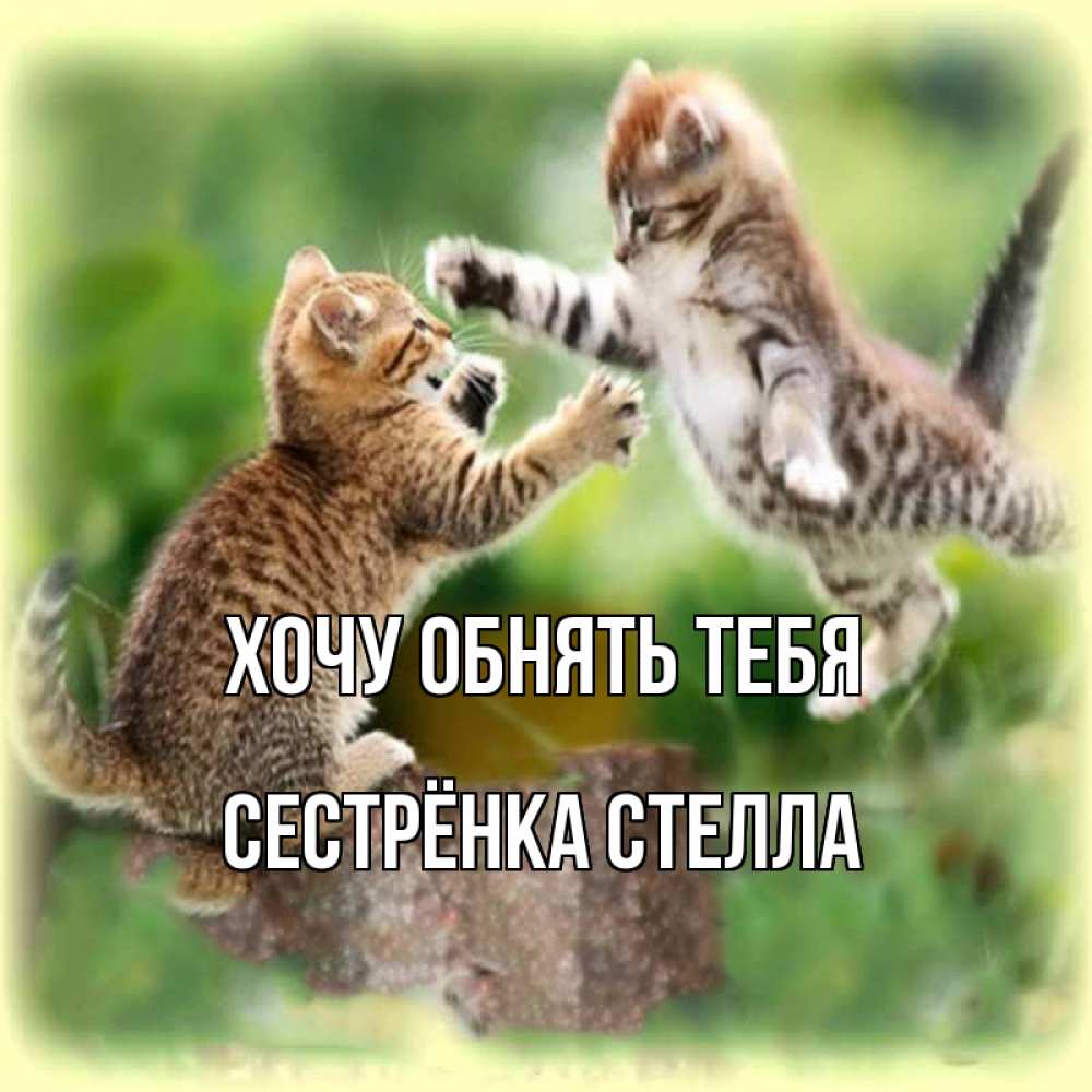 Открытка на каждый день с именем, Сестрёнка-Стелла Хочу обнять тебя игры котят Прикольная открытка с пожеланием онлайн скачать бесплатно 