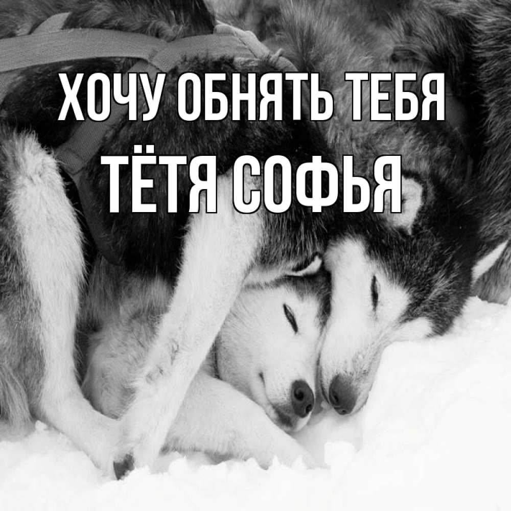 Открытка на каждый день с именем, Тётя-Софья Хочу обнять тебя собачки в упряжке Прикольная открытка с пожеланием онлайн скачать бесплатно 