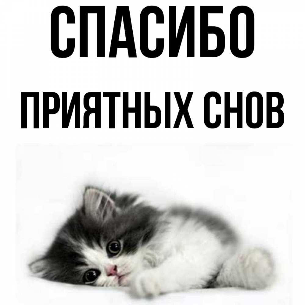 Привет Илья Картинки