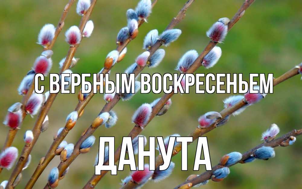 Открытка на каждый день с именем, Данута С вербным воскресеньем верба Прикольная открытка с пожеланием онлайн скачать бесплатно 